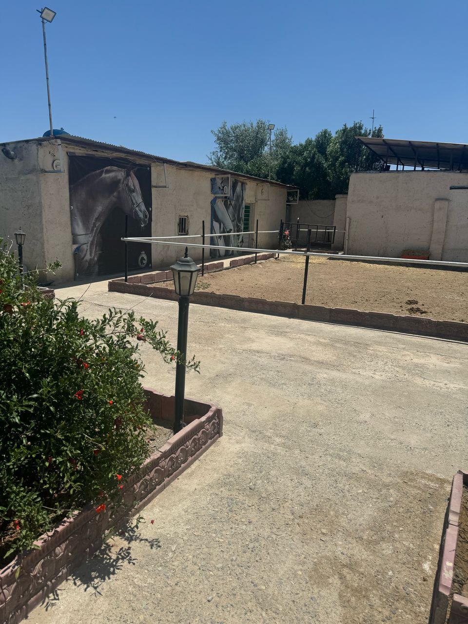 پانسیون اسب