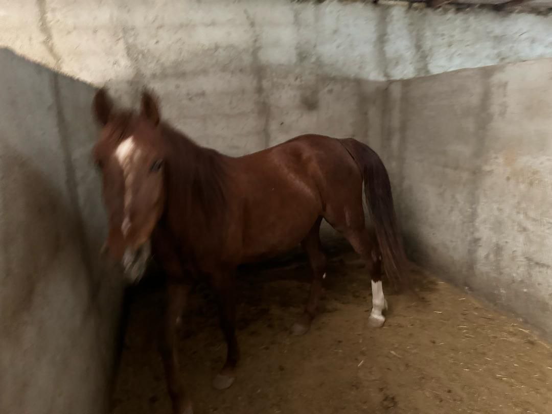 مشاهده ویدیو اسب